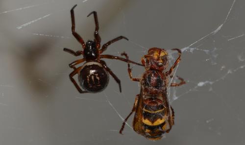 Steatoda nobilis